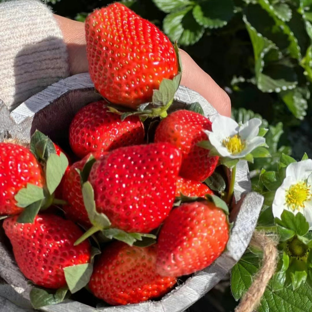 🍓Latest Four Seasons First Love Strawberry Seeds—Year-Round Harvest