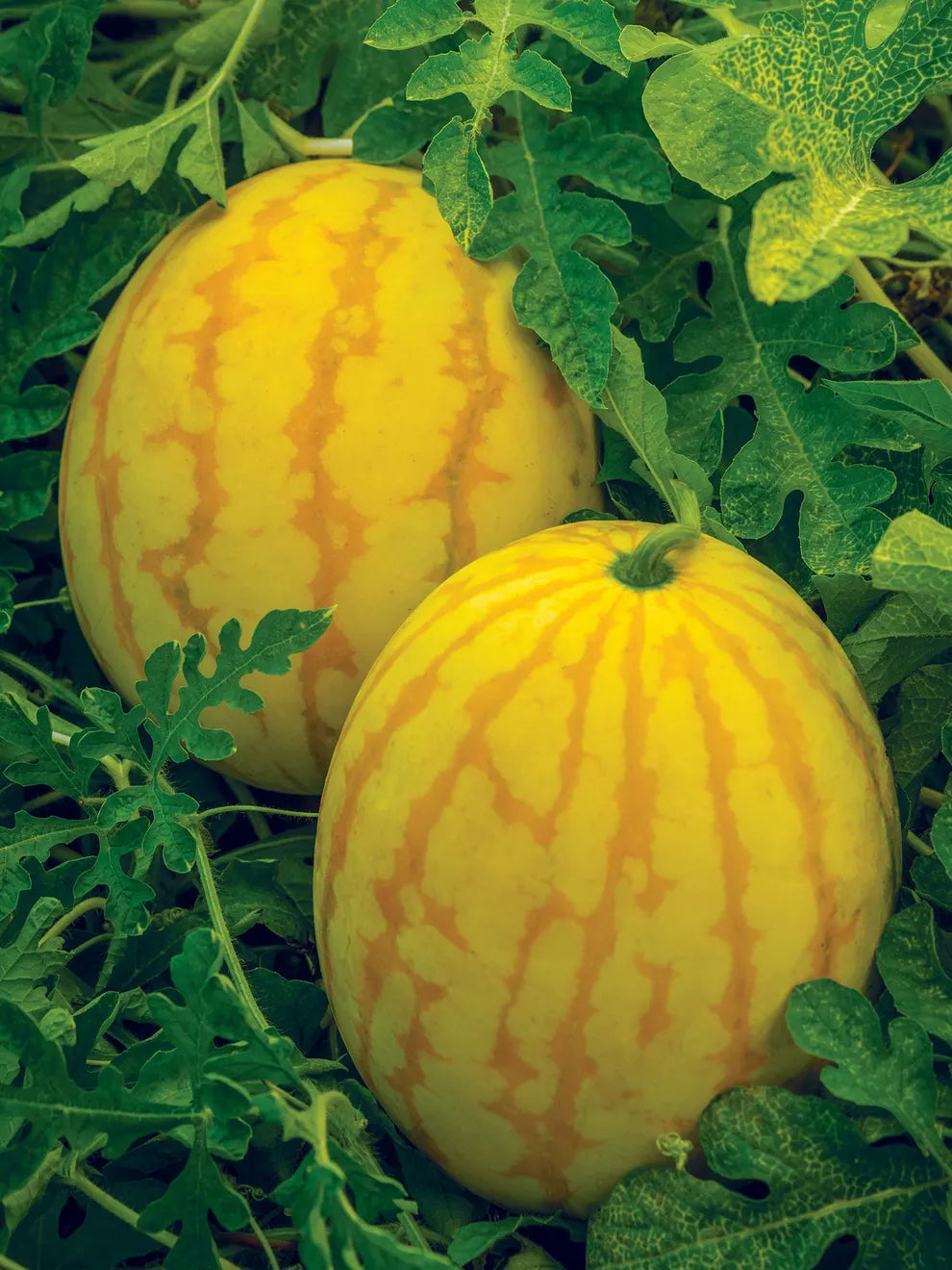 Watermelon. Red in Gold Hybrid. Golden Watermelons