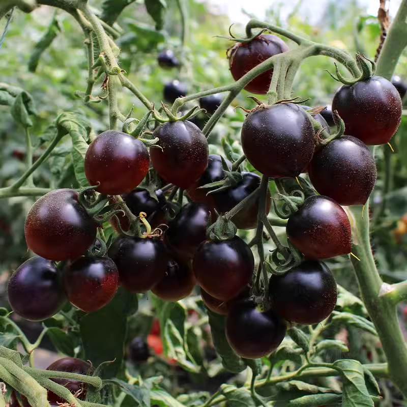 Rare Black Tomato Seeds