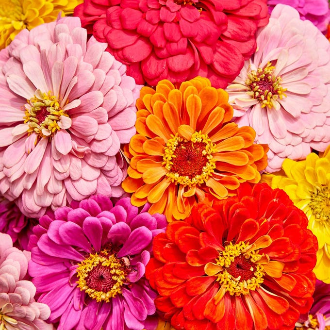 Zinnia Seeds (California Giant ) – 100% Pure Heirloom Flower Seeds