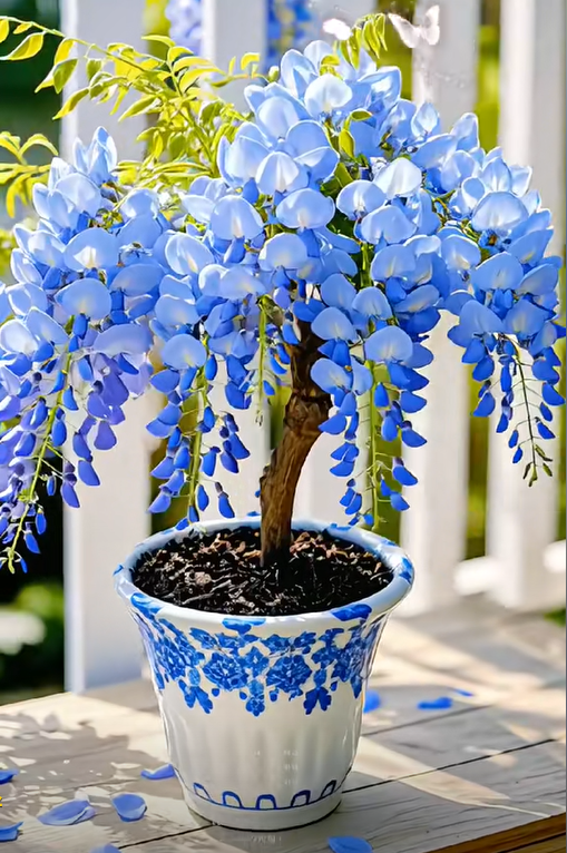 🇺🇸 Celebrate America's 250th with Red. White & Blue Wisteria Seeds 🌸