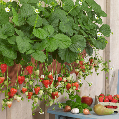 All-season Strawberry Seeds