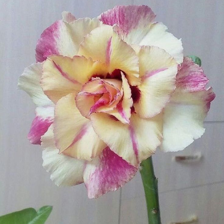🎁Desert Rose Bulbs🌵Super easy care! 🌸 Adenium Obesum Bulbs