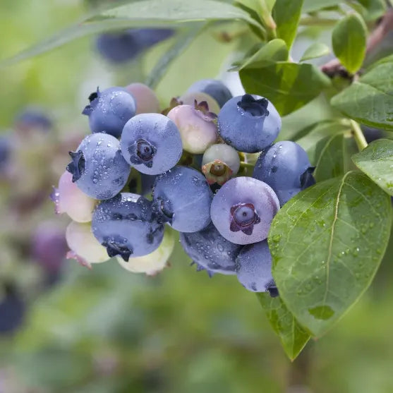 🫐 Sweet Ice Blueberry - Year-Round Harvest - Home Potted Plant - Balcony Backyard