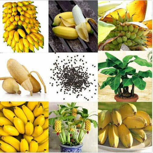 30pcs Dwarf Banana Seeds Bonsai Tree Tropical Fruit Seeds Balcony Home Plants