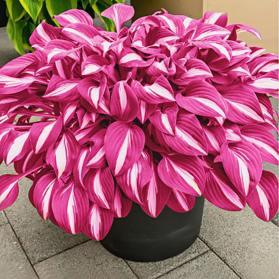 🪴Premium Hosta Seeds for Lush Shade Gardens