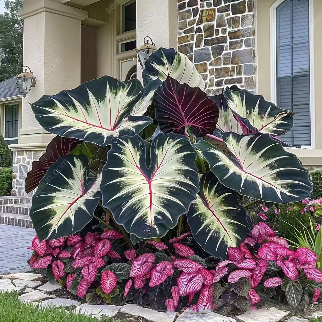 🌿 Rainbow Rare Hosta Flower Seeds🎁2025 Special Offer