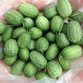 Thumb Watermelon Seeds 🍉