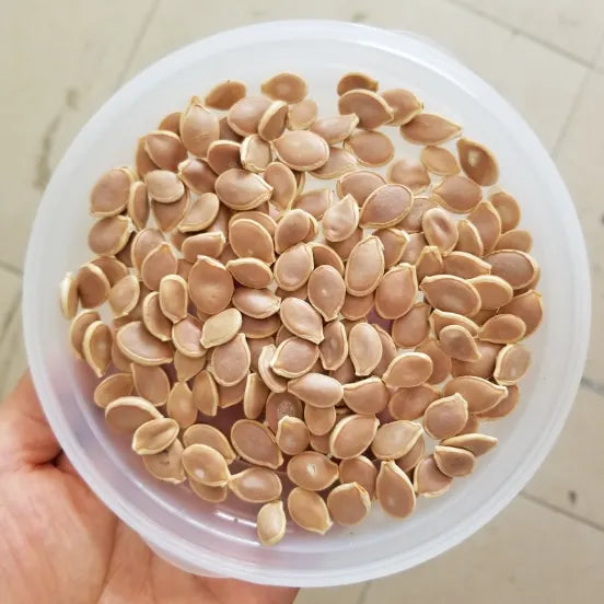 🎃Kabocha Pumpkin Seeds