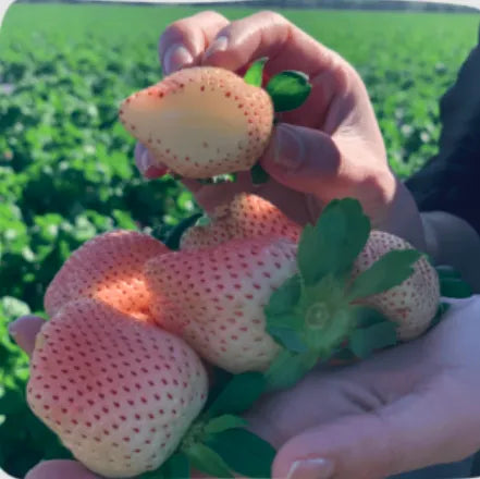 🍓White Milk Strawberry Seeds(🪴Buy 3 Get 1 Free)