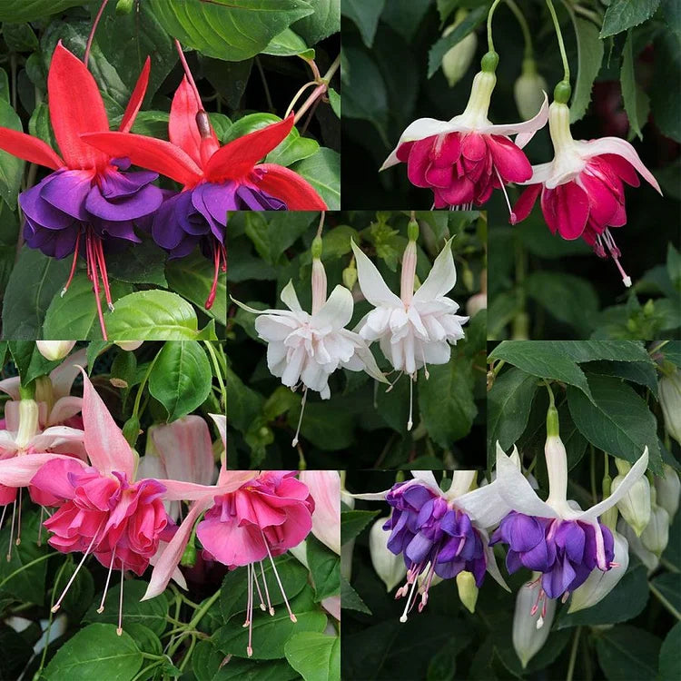 Fuchsia Seeds - Lantern flower