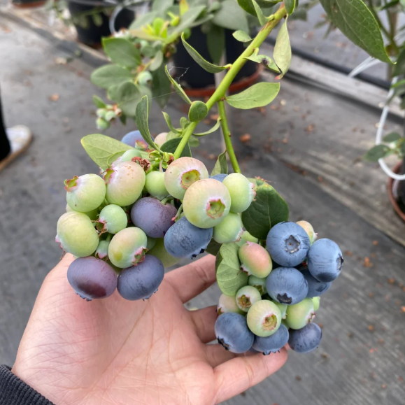 🫐 Sweet Ice Blueberry - Year-Round Harvest - Home Potted Plant - Balcony Backyard
