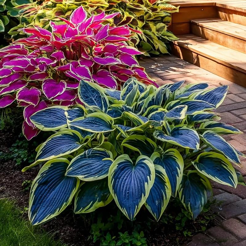 🌿 Rainbow Rare Hosta Flower Seeds🎁2025 Special Offer