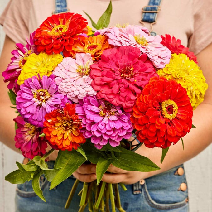 Zinnia Seeds (California Giant ) – 100% Pure Heirloom Flower Seeds