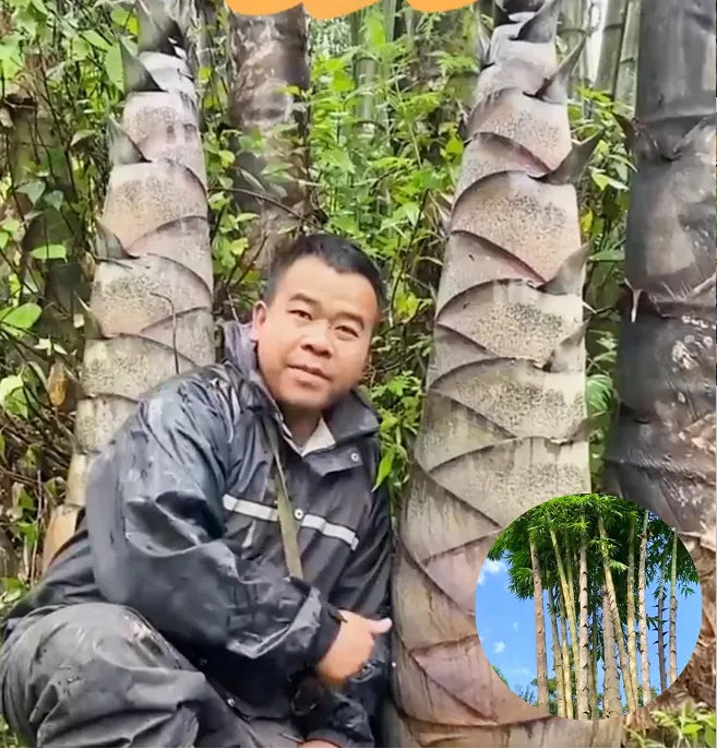 Dragon Bamboo Seeds