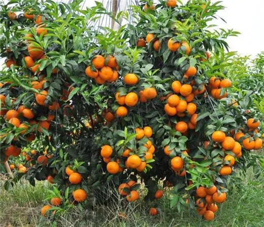 🍊Red Tangerine Seeds-Sweet. Juicy. Abundant Harvests