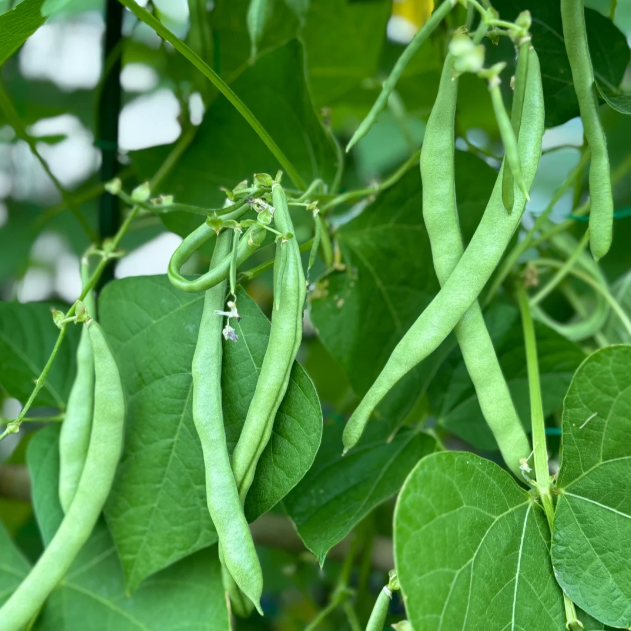 🫛Bush Beans – Ready to Harvest in Just 30 Days!