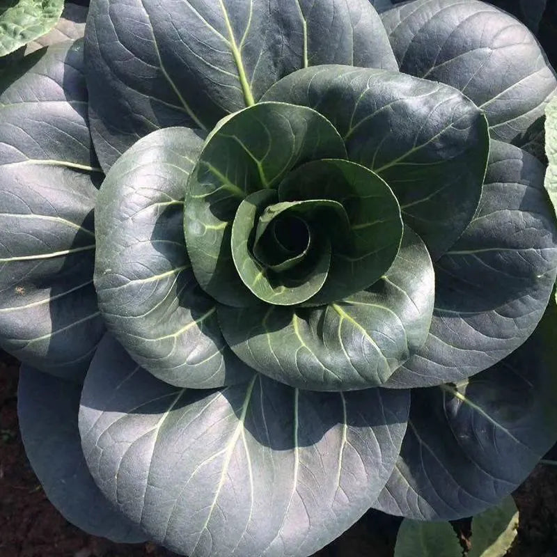 Black Pak Choi Seeds