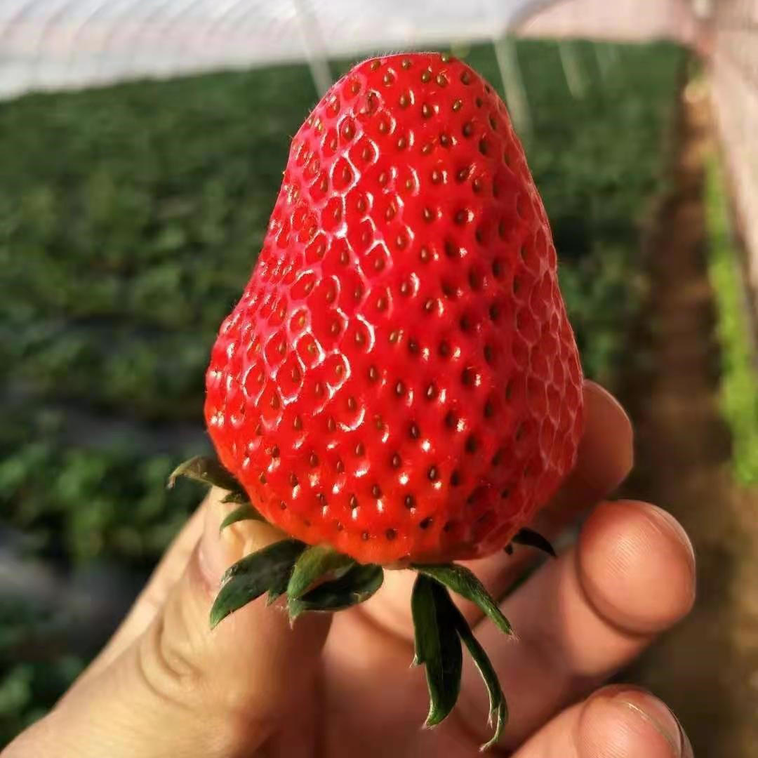 All-season Strawberry Seeds