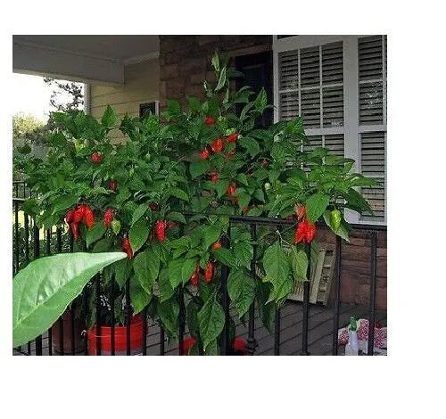 Red smoked Ghost Pepper 2.3 Grams. 8.5 Grams. 1 Kilo Bhut Jolokia HOT Chili Spice Powder