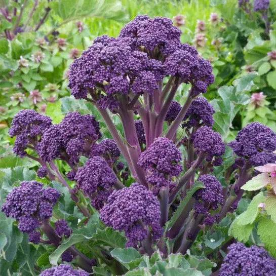 🥦Rare Broccolini Seeds