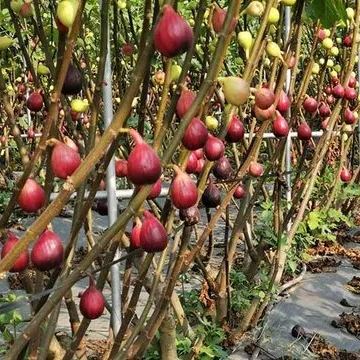 Fig Tree Seeds (Ficus carica). Sweet Fruit Shrub