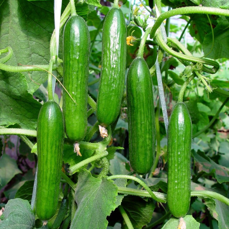 Thorn-less Mini Cucumber Seeds