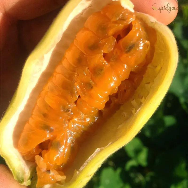 🍌Rare Banana Passion Fruit Seeds
