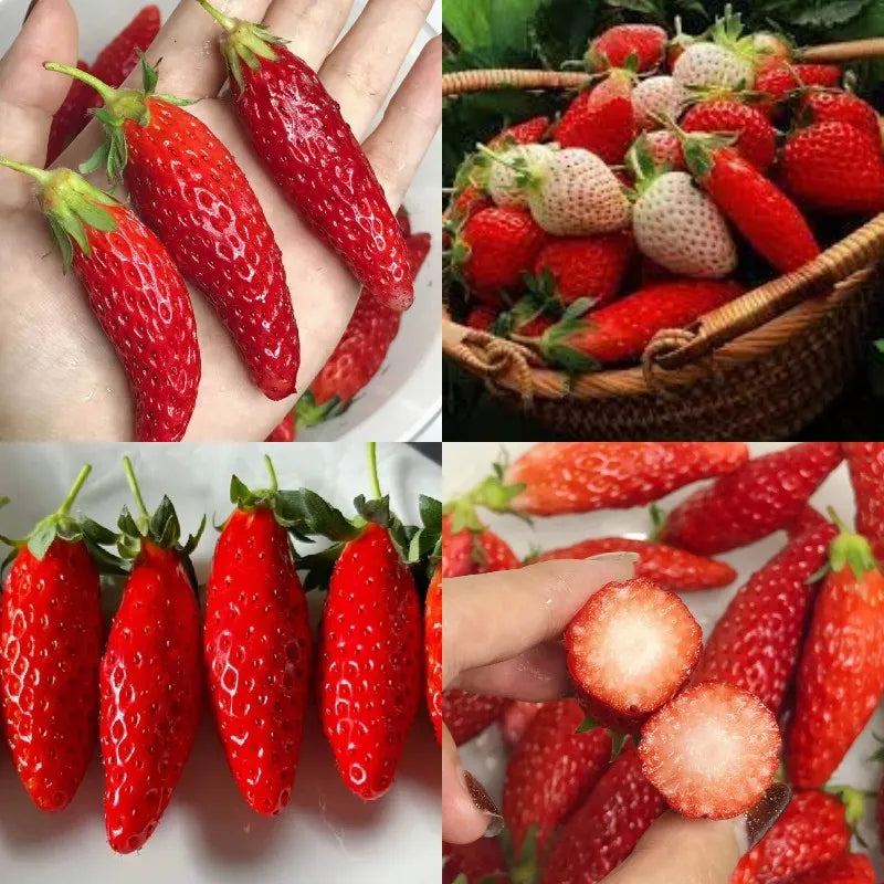 🍓White Milk Strawberry Seeds(🪴Buy 3 Get 1 Free)
