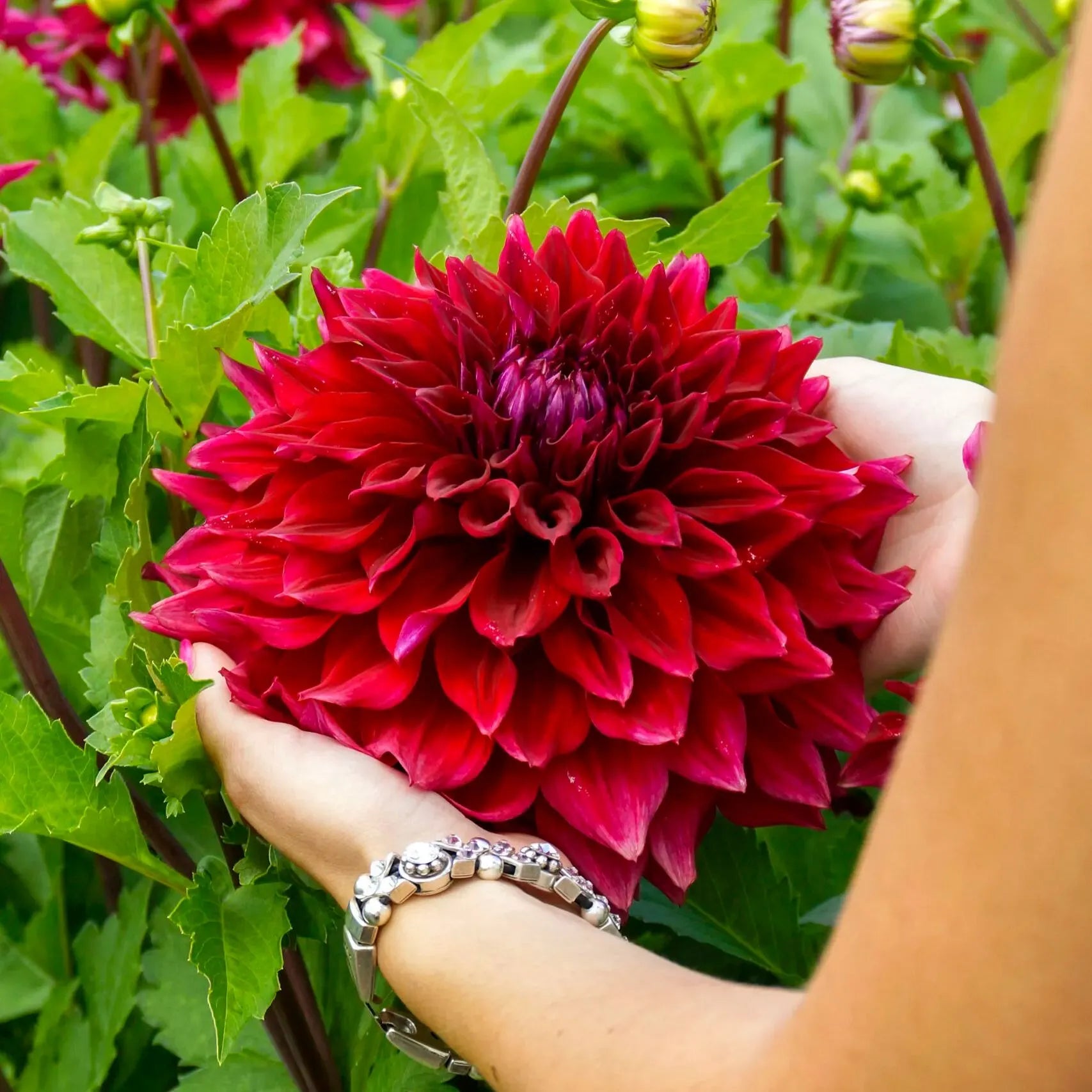🌸Dinnerplate Dahlia Bulbs – Giant Show-Stopper Blooms