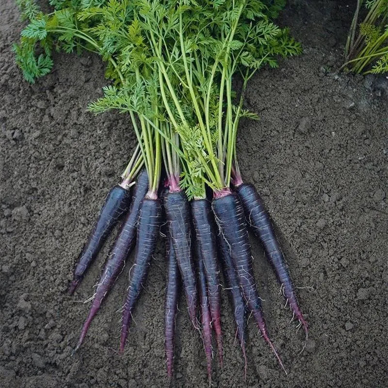 Pusa Asita Black Carrot