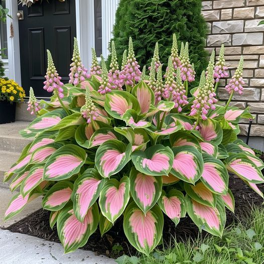 🪴Premium Hosta Seeds for Lush Shade Gardens