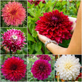 🌸Dinnerplate Dahlia Bulbs – Giant Show-Stopper Blooms