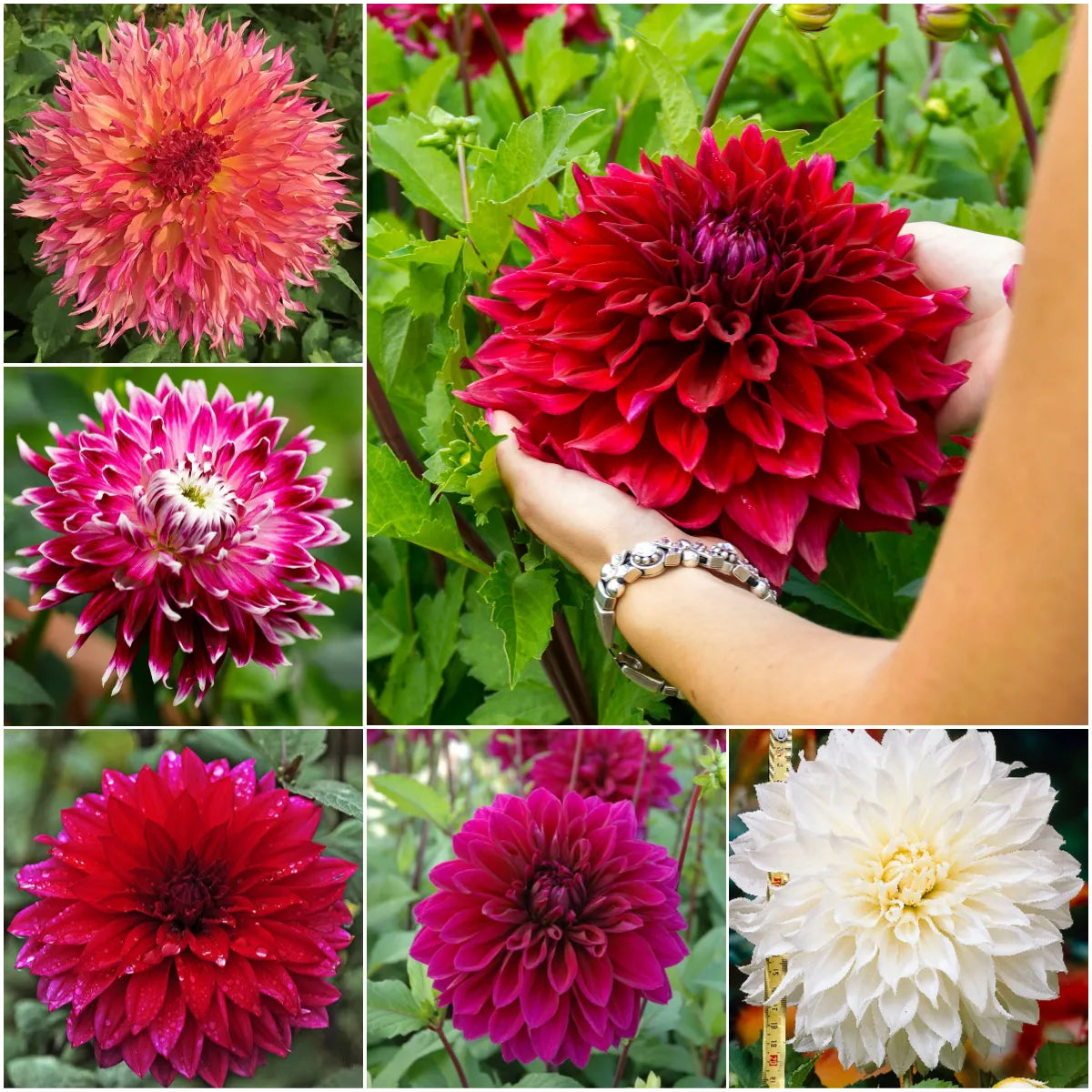 🌸Dinnerplate Dahlia Bulbs – Giant Show-Stopper Blooms
