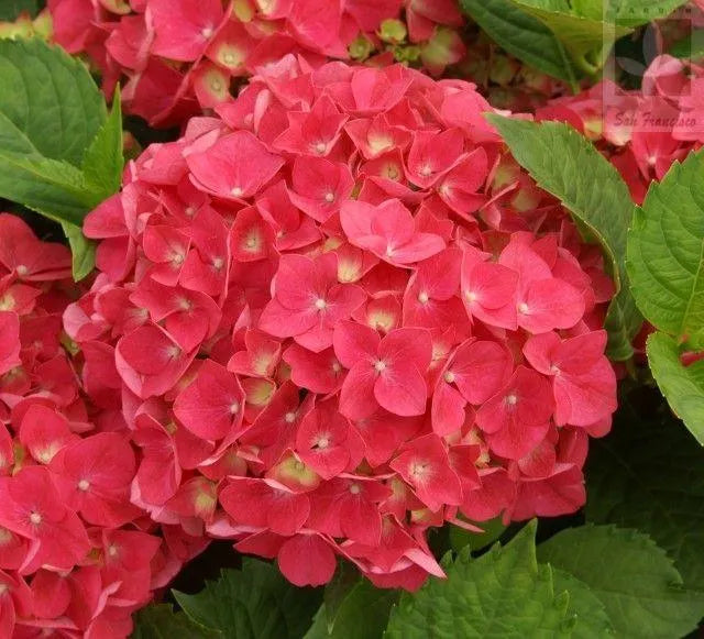 🔥 Limited Edition! Red. White & Blue Hydrangeas for America's 250th 🇺🇸