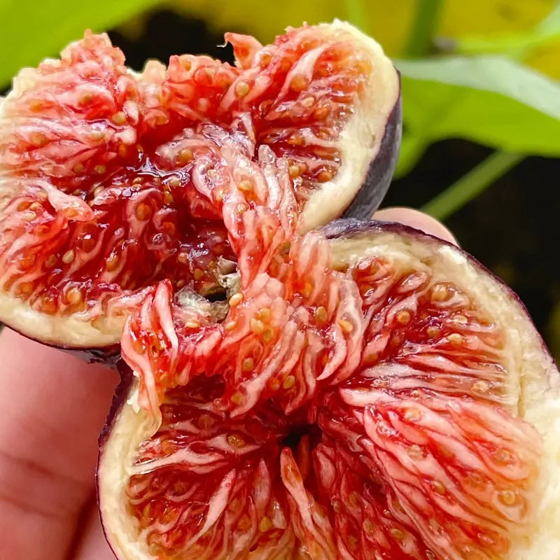 🌈Rainbow Figs (BNR Figs) – Pretty And Delicious