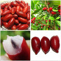 RARE Miracle fruit seeds. Miracle berry