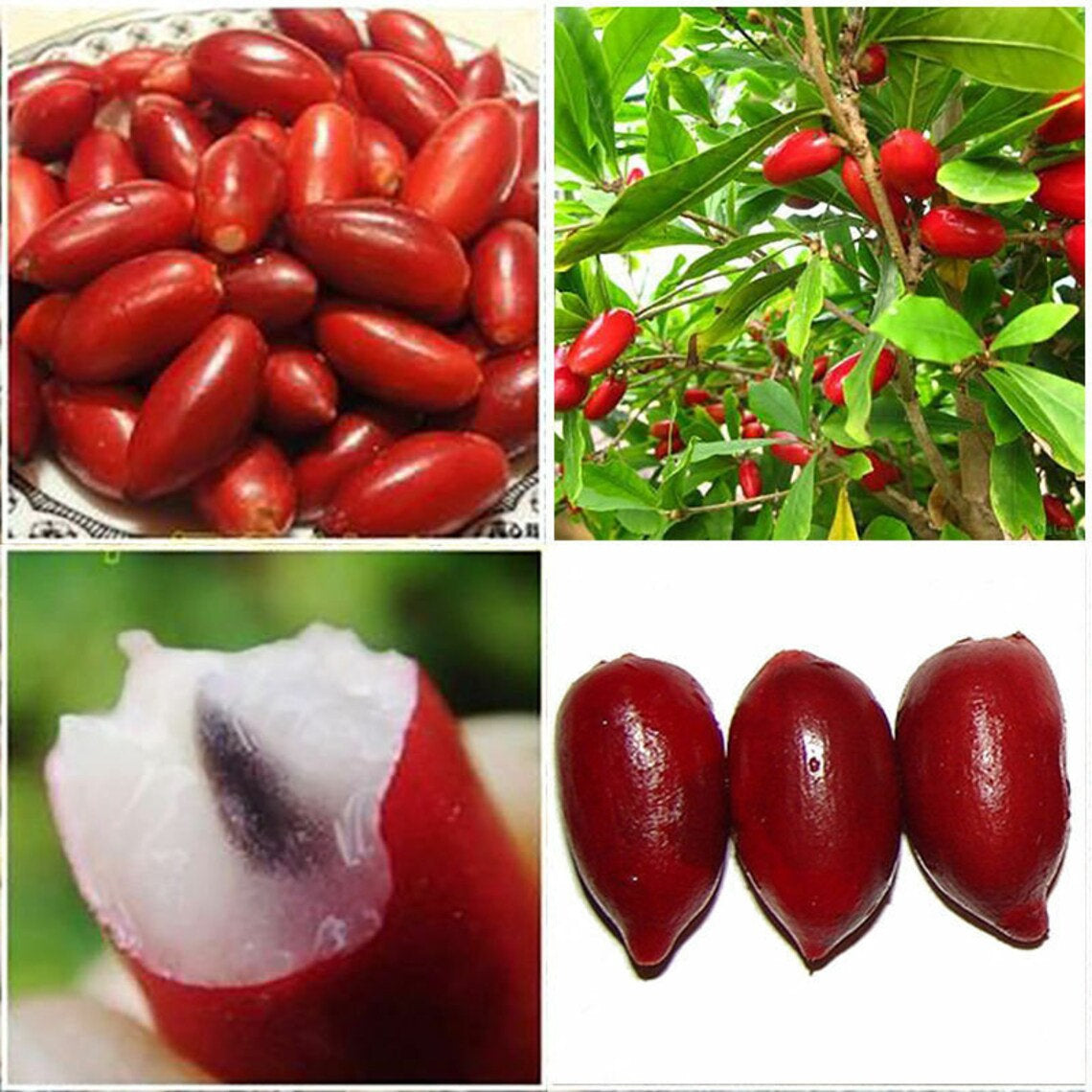 RARE Miracle fruit seeds. Miracle berry