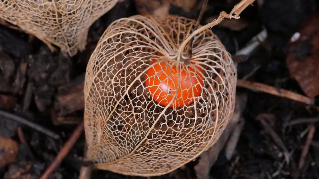 🎉65% OFF💥🔥Lantern Cherry Seeds🍓🍒Winter Ground Cherry-Strawberry Ground Cherry