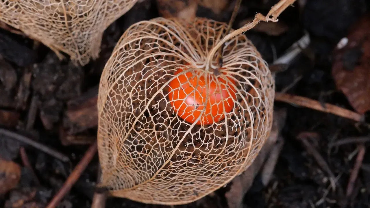 🎉65% OFF💥🔥Lantern Cherry Seeds🍓🍒Winter Ground Cherry-Strawberry Ground Cherry