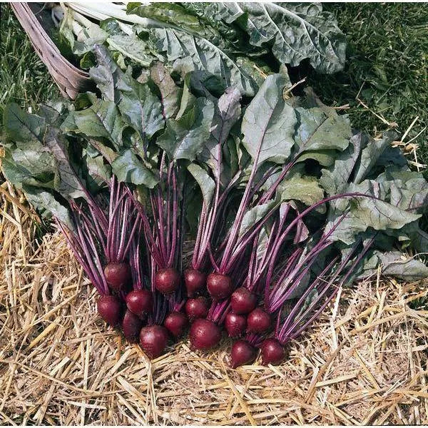 Beet Eagle F1