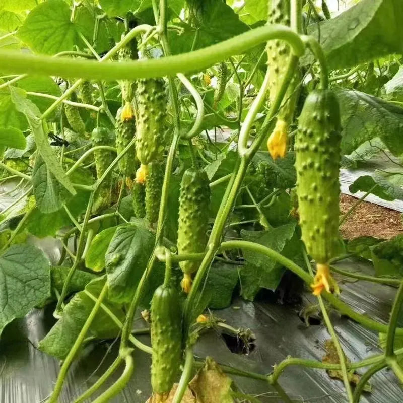 🥒Crawling Fruit Cucumbers Seeds