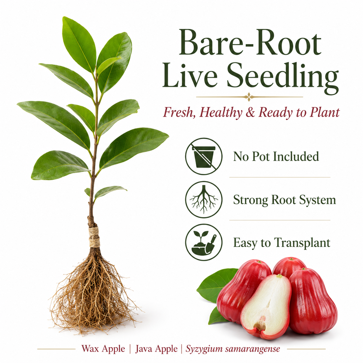 Live Wax Apple Tree Starter – Sweet. Crisp Tropical Fruit