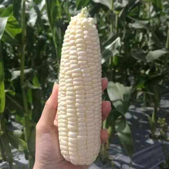 Milk Candy Corn Seeds