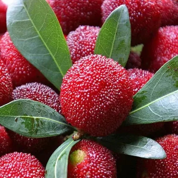Giant Bayberry: Ping-Pong Ball Size. ⭐Strawberry-Cherry Fusion Flavor