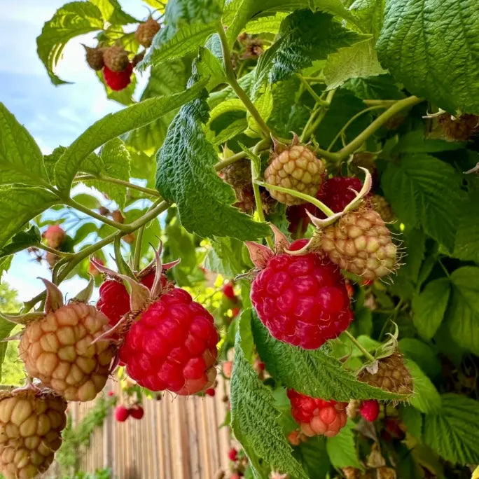 🍓Everbearing Raspberry Organic Natural Seeds