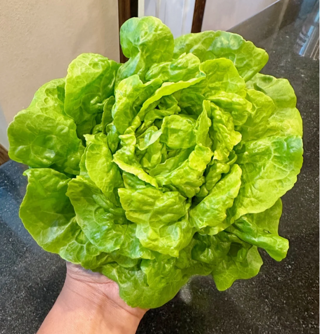 Organic Lettuce Seeds 'Purple'