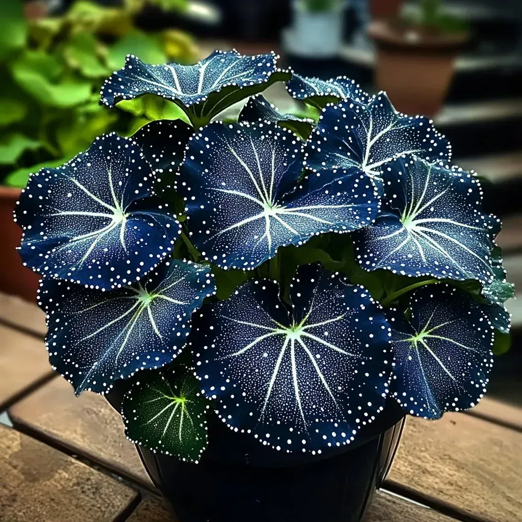 🌟Midnight blue Hosta-A Radiant Addition to Your Home! 🌟
