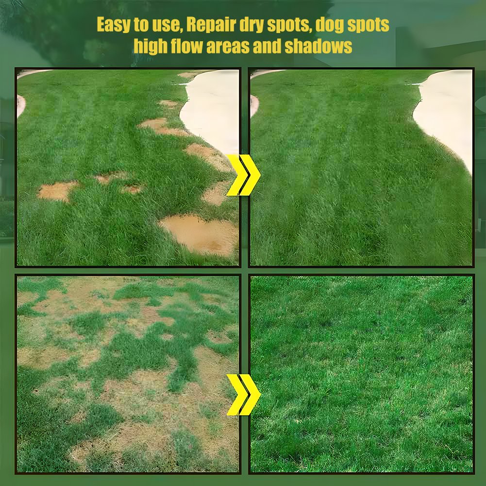 7 Days Germination🌱 Evergreen dwarf grass seed for four seasons🌾