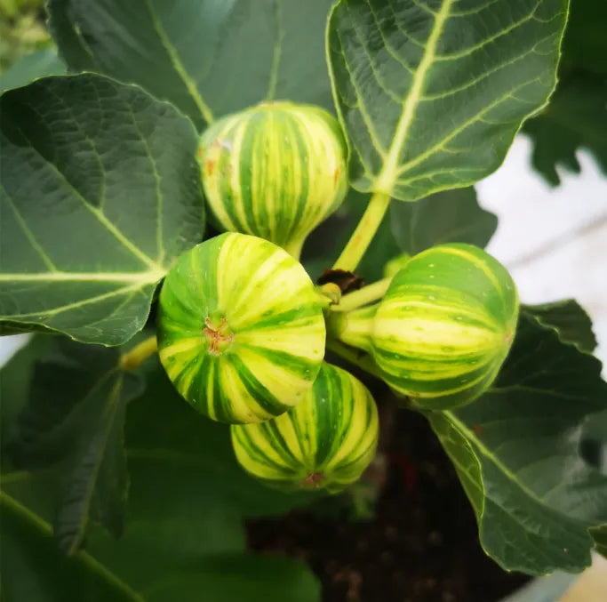 🌈Rainbow Figs (BNR Figs) – Pretty And Delicious